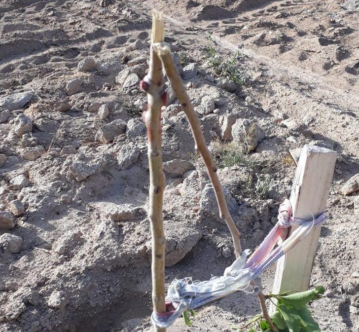 Örnek gösterilen bahçedeki armut fidanlarına zarar verdiler G1