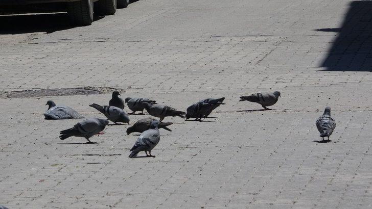 Kısıtlamanın devam ettiği Van’da sokaklar güvercinlere kaldı G2