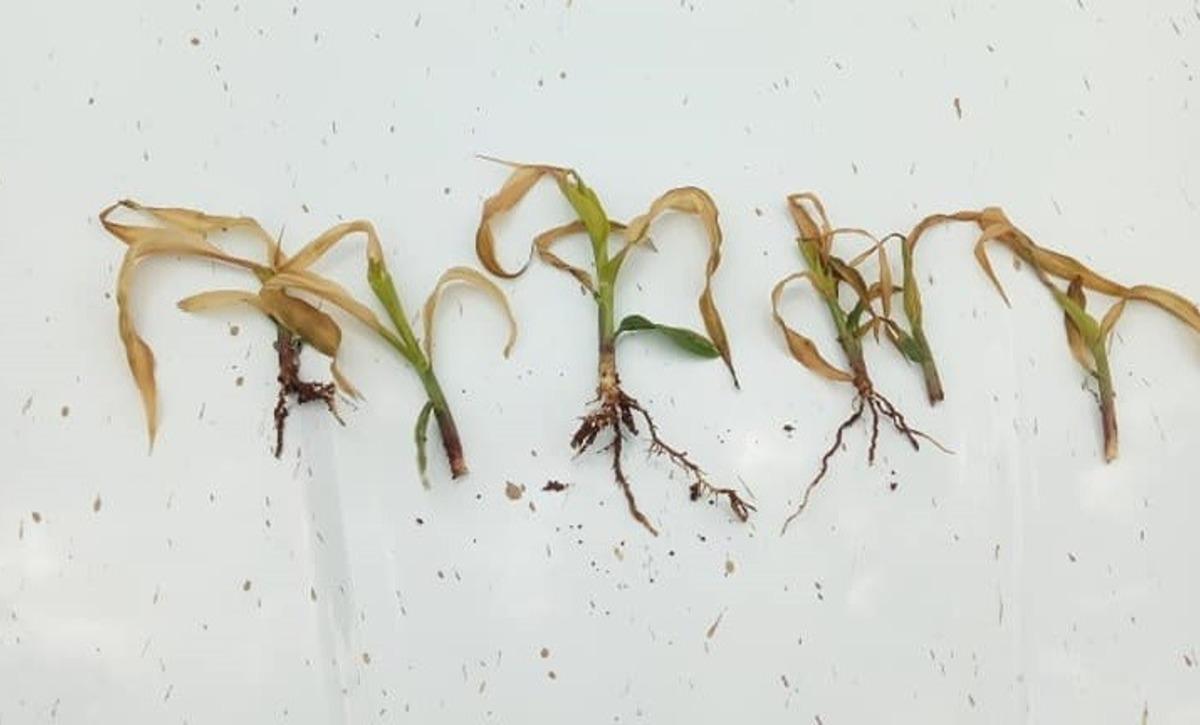 Zirai don &ccedil;ift&ccedil;iyi vurdu