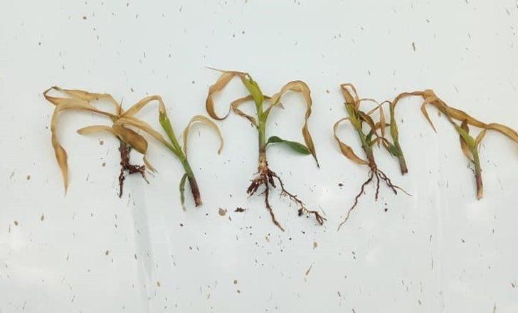 Zirai don çiftçiyi vurdu G1