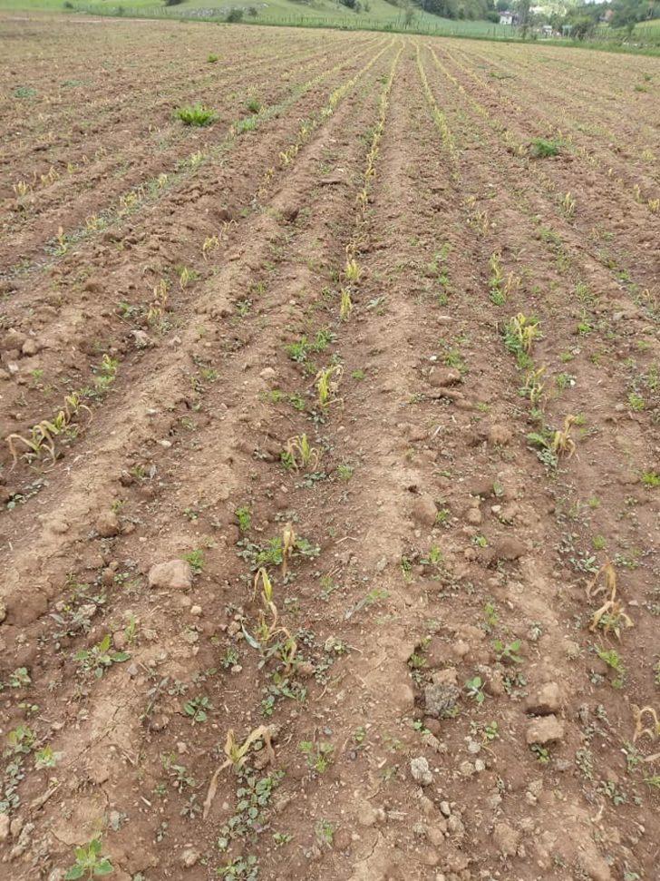 Zirai don çiftçiyi vurdu G2