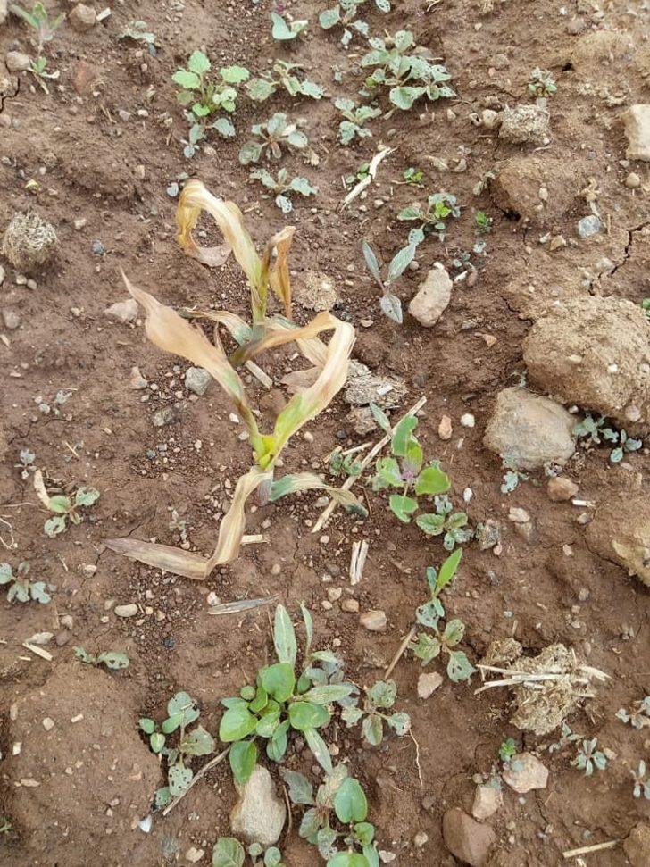 Zirai don çiftçiyi vurdu G3