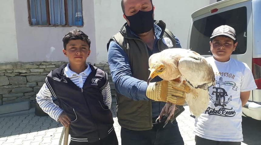 K&uuml;&ccedil;&uuml;k Akbaba tedavi altına alındı