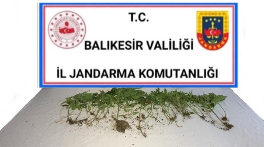 Balıkesir&rsquo;de jandarmadan kenevir operasyonu