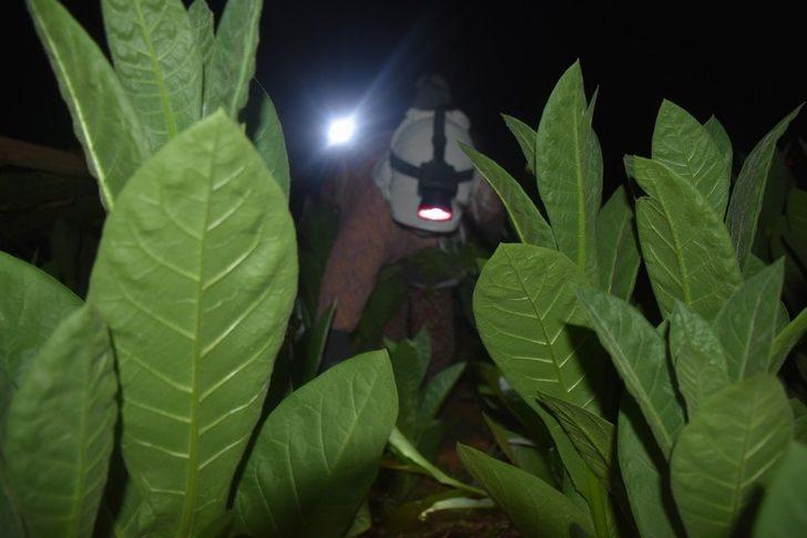 40 gün boyunca uykuyu unutuyorlar G1