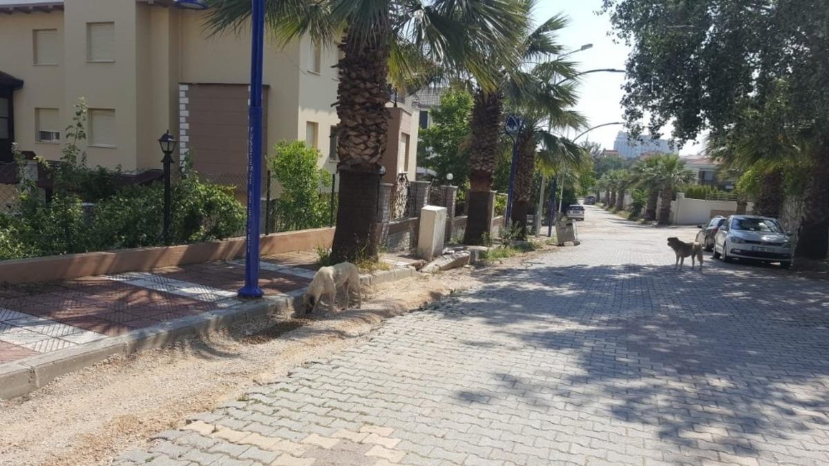 Manisa&rsquo;daki sokak hayvanlarını unutmadılar