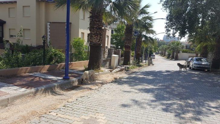 Manisa’daki sokak hayvanlarını unutmadılar G1