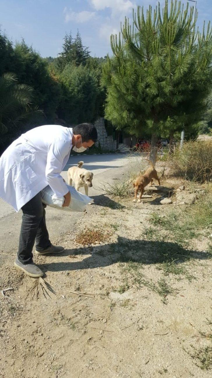 Manisa’daki sokak hayvanlarını unutmadılar G2