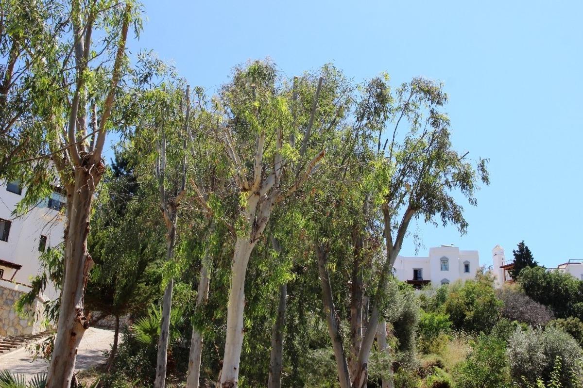 Tartışma konusu olan ağa&ccedil;ların neden budandığı ortaya &ccedil;ıktı