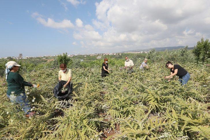 Üretici kadınlar enginar hasadı yaptı G1