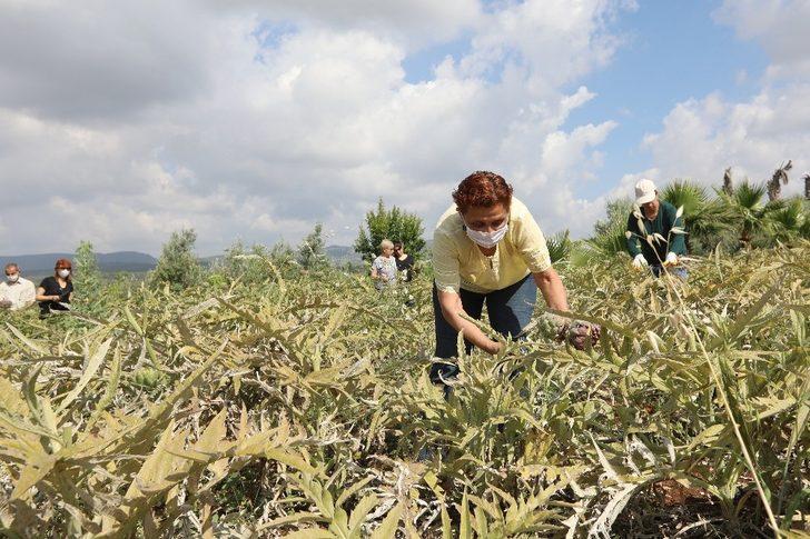 Üretici kadınlar enginar hasadı yaptı G2