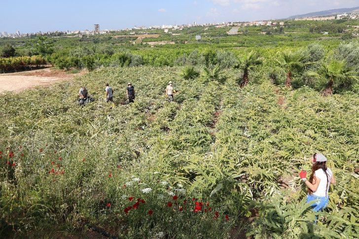 Üretici kadınlar enginar hasadı yaptı G3