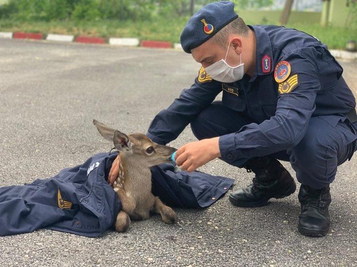 Bolu’da, jandarma ekipleri yorgun düşen yavru geyiği elleri ile besledi G1