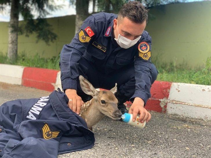 Bolu’da, jandarma ekipleri yorgun düşen yavru geyiği elleri ile besledi G2