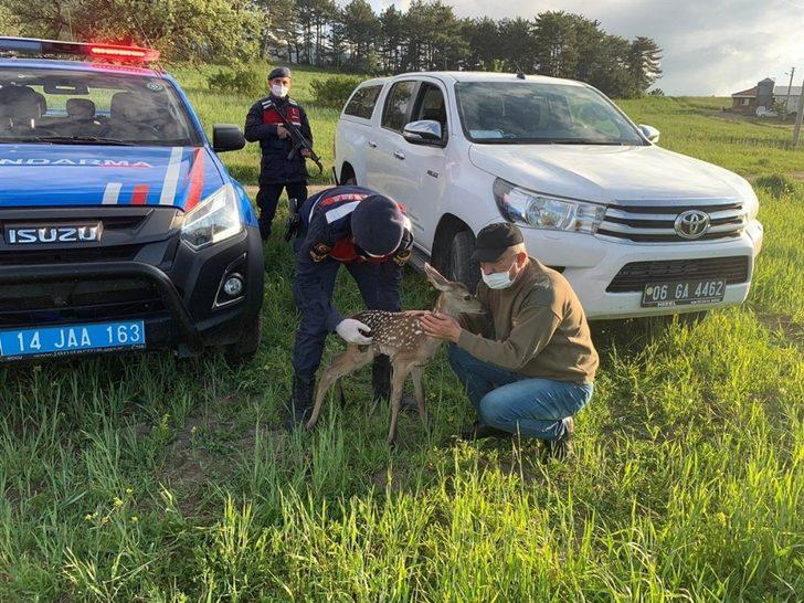 Bolu’da, jandarma ekipleri yorgun düşen yavru geyiği elleri ile besledi G3