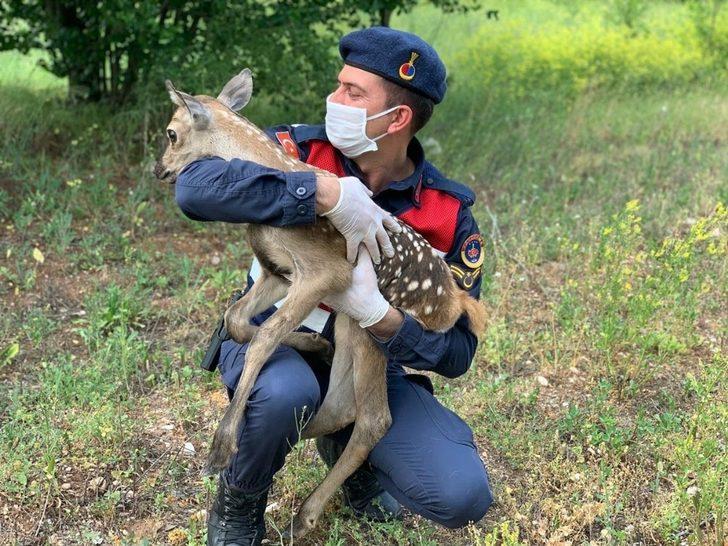 Bolu’da, jandarma ekipleri yorgun düşen yavru geyiği elleri ile besledi G4