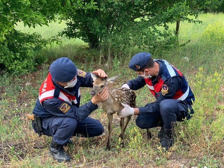 Bolu’da, jandarma ekipleri yorgun düşen yavru geyiği elleri ile besledi G5