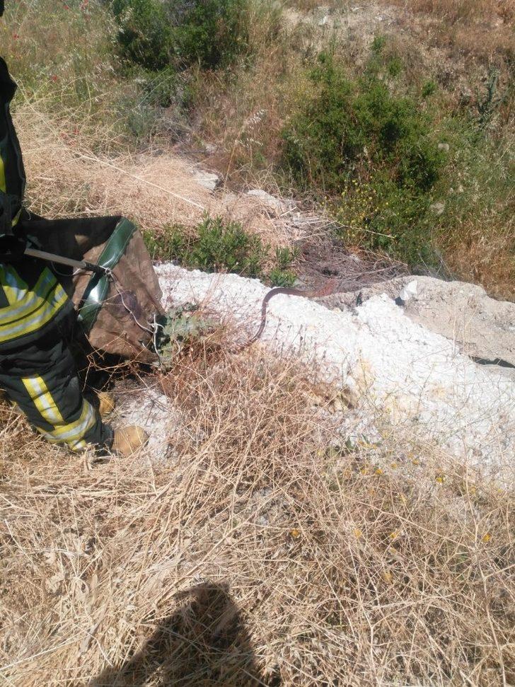 Dikkatli sürücü motor bölümüne giren yılanı son anda fark etti G5