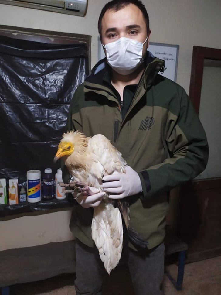 Eskişehir’de uydu vericisi takılı küçük akbaba bulundu G1