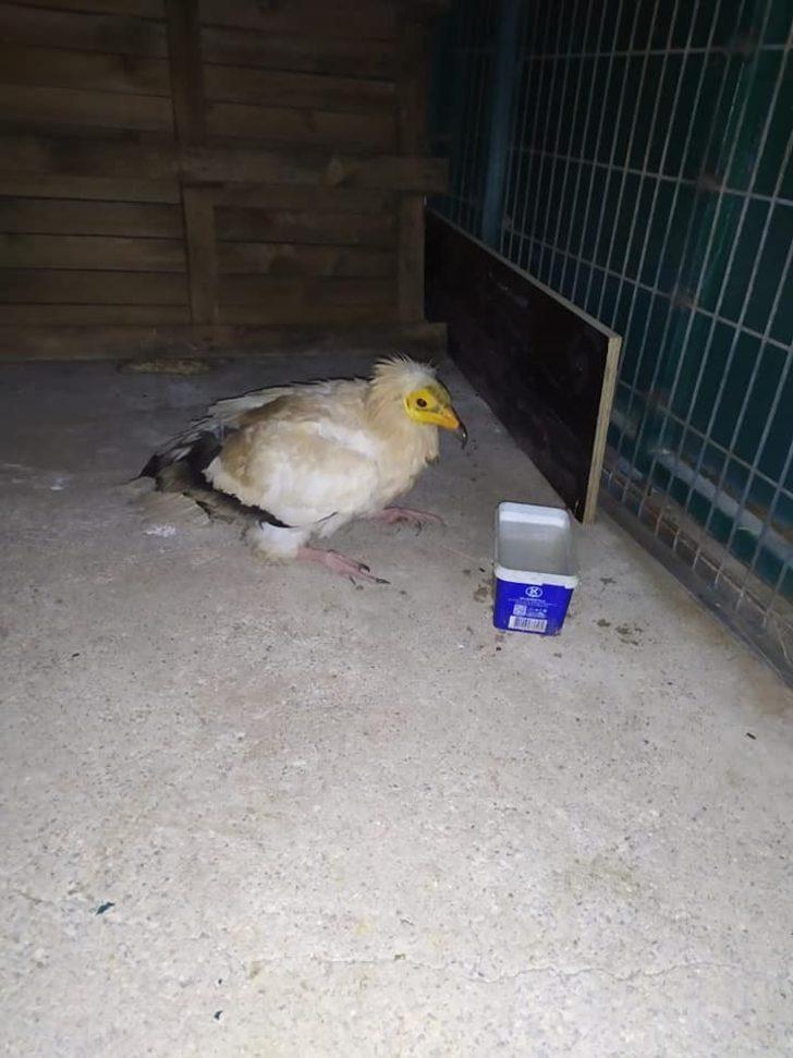 Eskişehir’de uydu vericisi takılı küçük akbaba bulundu G3