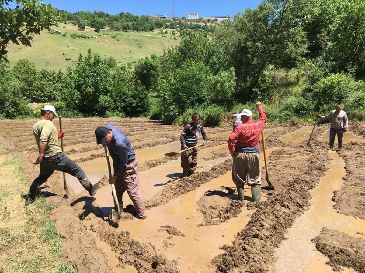 Başkan D&uuml;ndar, &ccedil;eltik tarlasında vatandaşlarla birlikte &ccedil;alıştı
