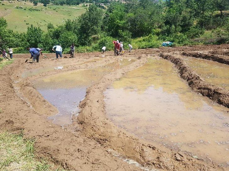 Başkan Dündar, çeltik tarlasında vatandaşlarla birlikte çalıştı G2