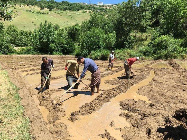 Başkan Dündar, çeltik tarlasında vatandaşlarla birlikte çalıştı G4