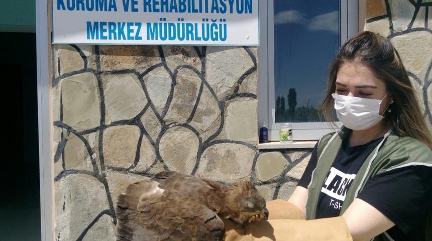 Arı şahini ve kaya güvercin tedavi altına alındı