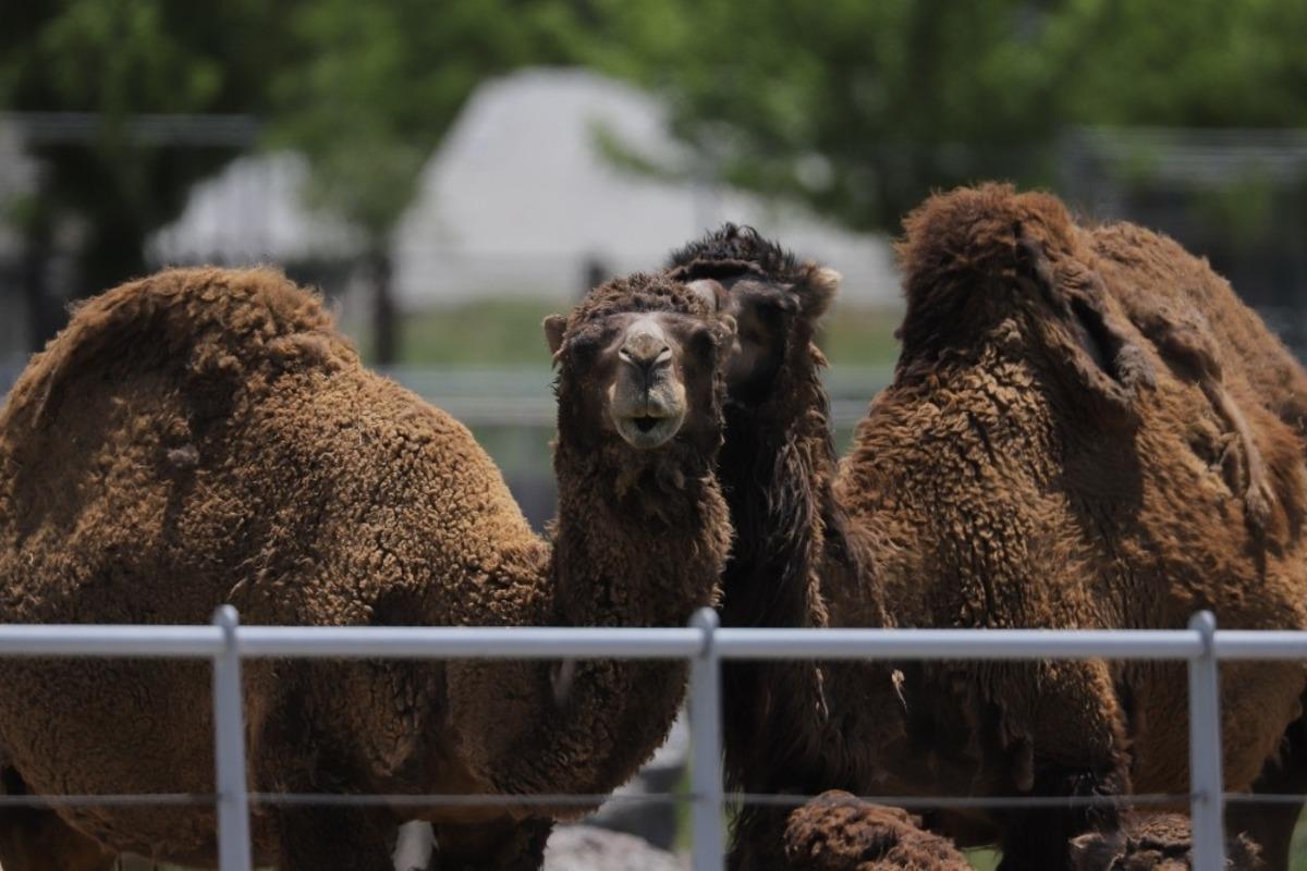 Hayvanat Bah&ccedil;esi kapılarını a&ccedil;ıyor