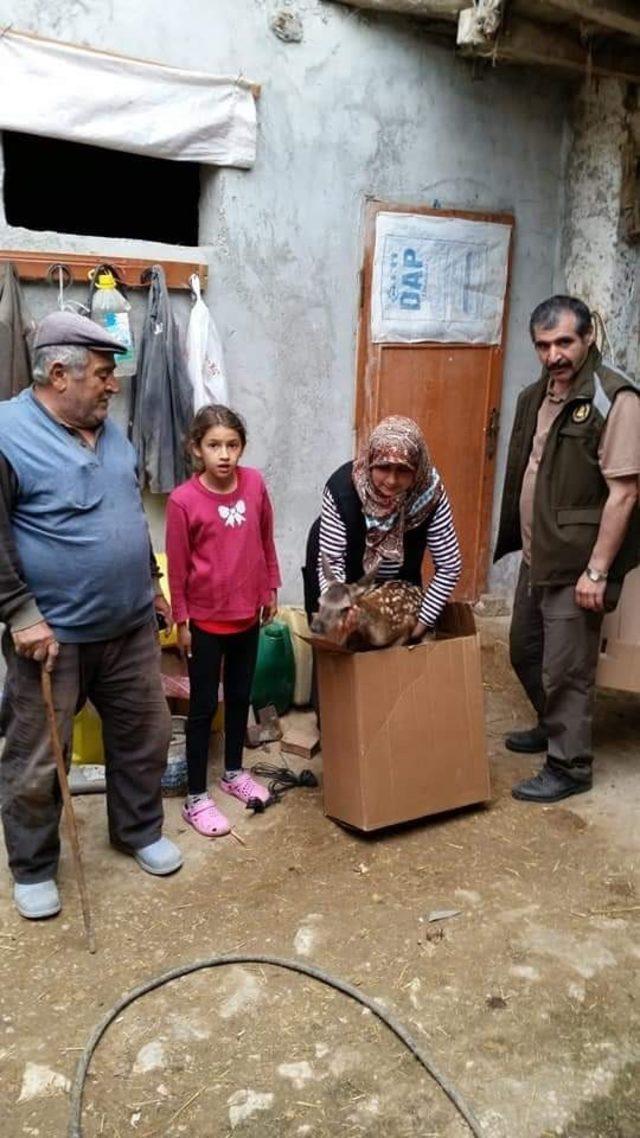 Bitkin halde bulunan kızıl geyik yavrusu yetkililere teslim edildi