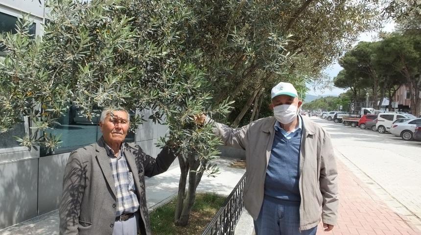 Burhaniye’de son yağışlar zeytine ilaç oldu