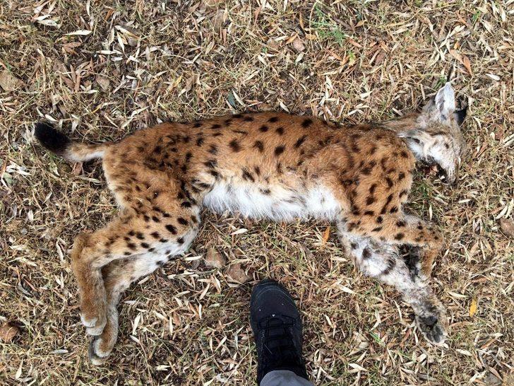 Nesli tükenme tehlikesinde olan vaşak ölü bulundu G1