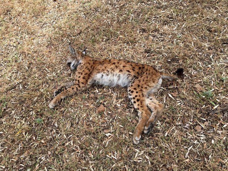 Nesli tükenme tehlikesinde olan vaşak ölü bulundu G2