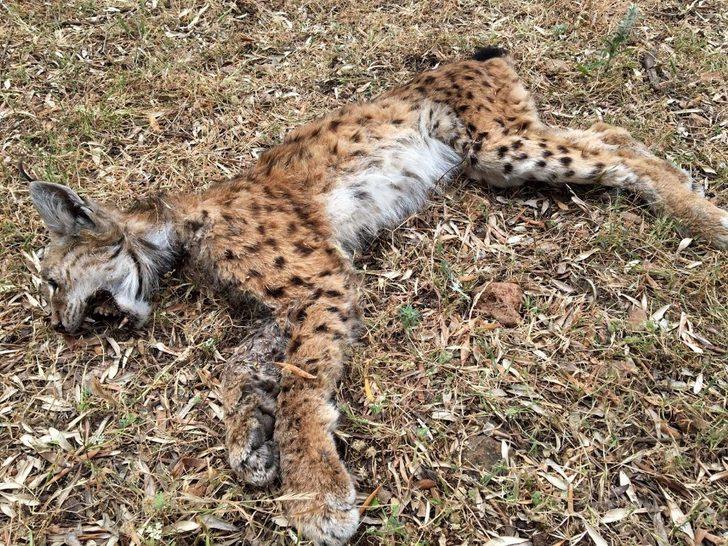 Nesli tükenme tehlikesinde olan vaşak ölü bulundu G3