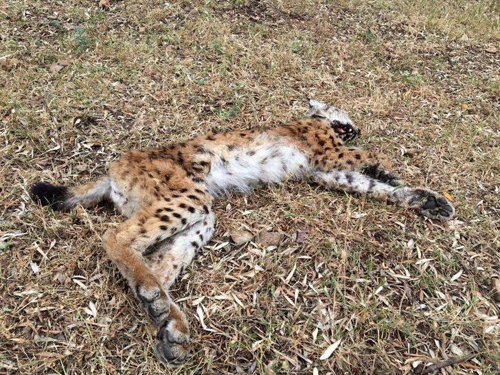 Nesli tükenme tehlikesinde olan vaşak ölü bulundu G4