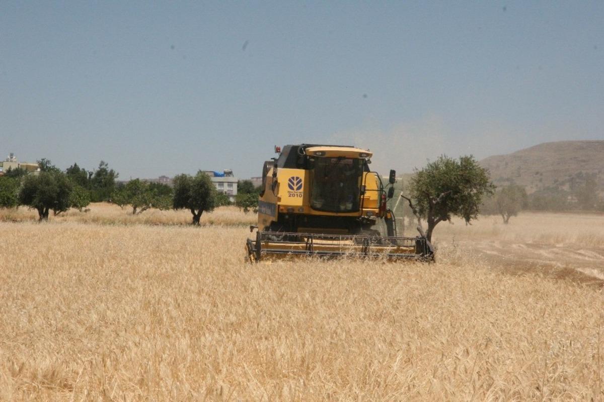 Kilis&rsquo;te hububat hasadı başladı