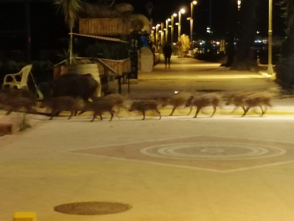 Marmaris&rsquo;te domuzlar sahile indi, yiyecek aradı