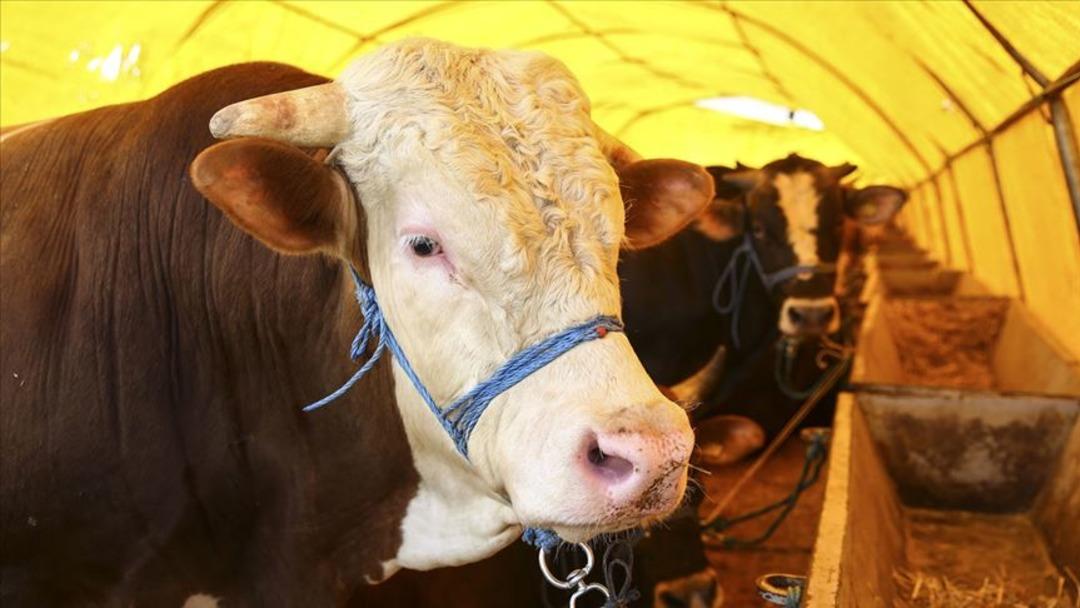 Kurbanlık fiyatları ne kadar? İşte k&uuml;&ccedil;&uuml;kbaş ve b&uuml;y&uuml;kbaş kurbanlık fiyatları 2021