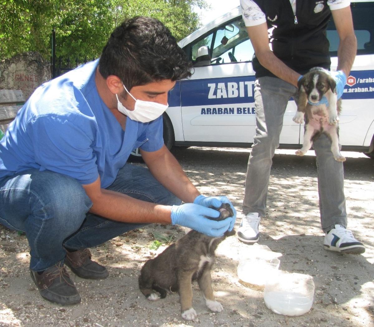Annelerinin terk ettiği kedi ve k&ouml;pek yavrularına belediye sahip &ccedil;ıktı