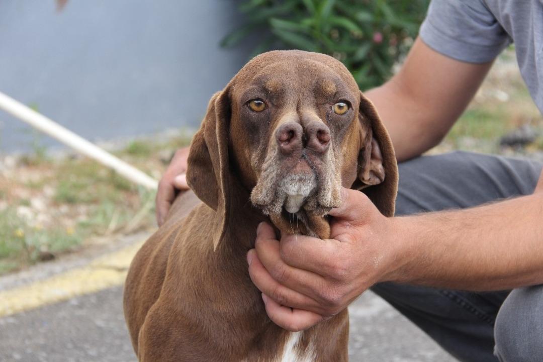 &Ccedil;atalburunda saf ırka ramak kaldı
