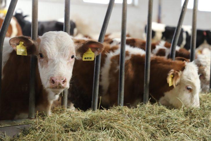 Atatürk Üniversitesinden gıda ve hayvancılığa bilimsel yaklaşım G5