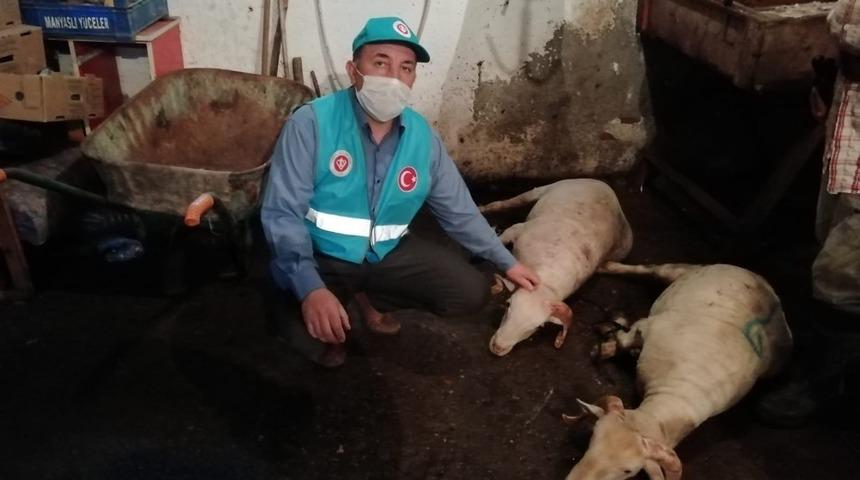 İmamlar camiler ibadete açıldığı için kurban kestiler