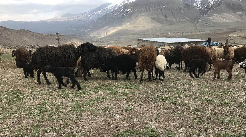 Iğdır Canlı Hayvan Borsası yeniden açıldı