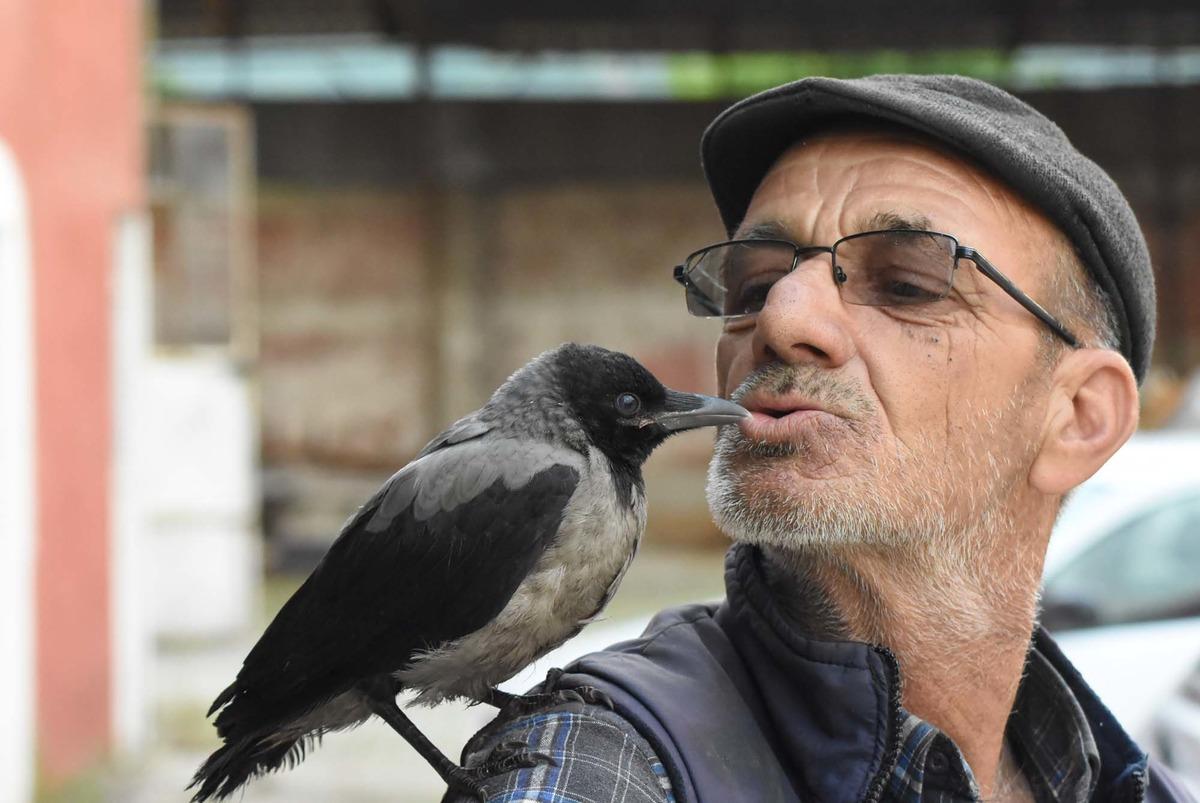 Yaralı bulduğu 'Maşuk' ismini verdiği karga, yanından ayrılmıyor