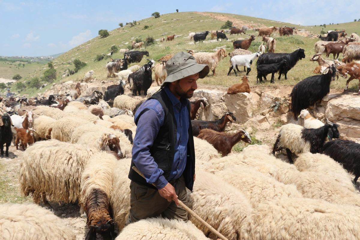 10 bin lira maaşla &ccedil;alıştıracak &ccedil;oban bulamıyorlar