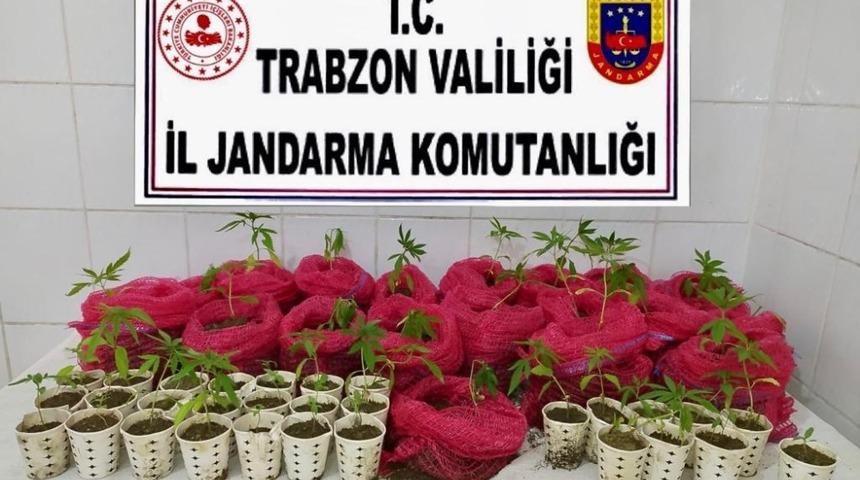 Karton çay bardağında ve soğan filesinde esrar yetiştirenlere baskın