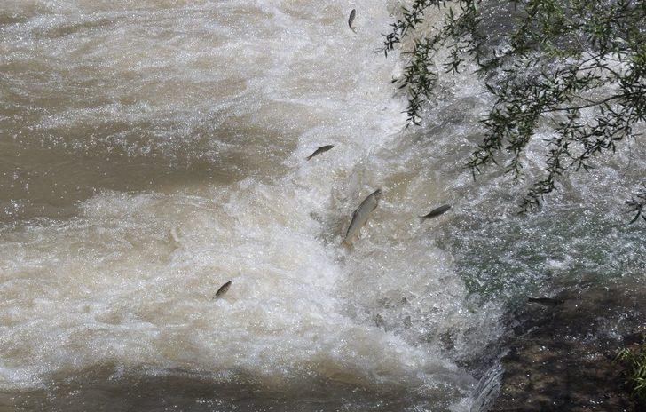 Kars’ta balıkların ölüm göçü başladı G1