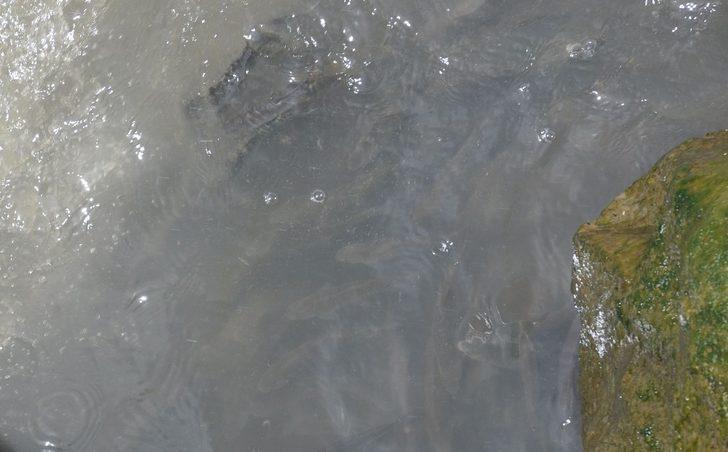 Kars’ta balıkların ölüm göçü başladı G3