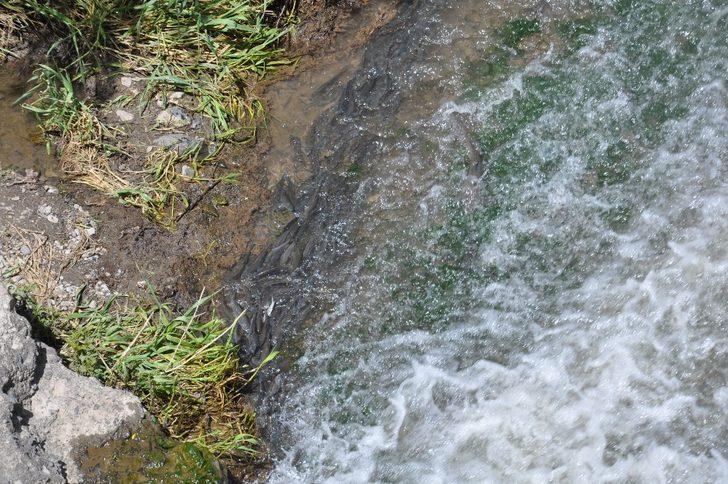 Kars’ta balıkların ölüm göçü başladı G4