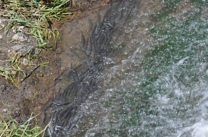 Kars’ta balıkların ölüm göçü başladı G5
